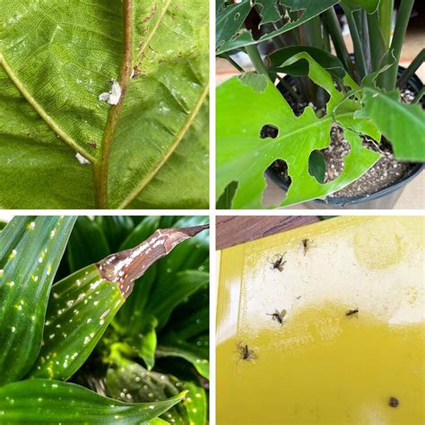 Tips to Prevent Infestation of Unwanted Insects