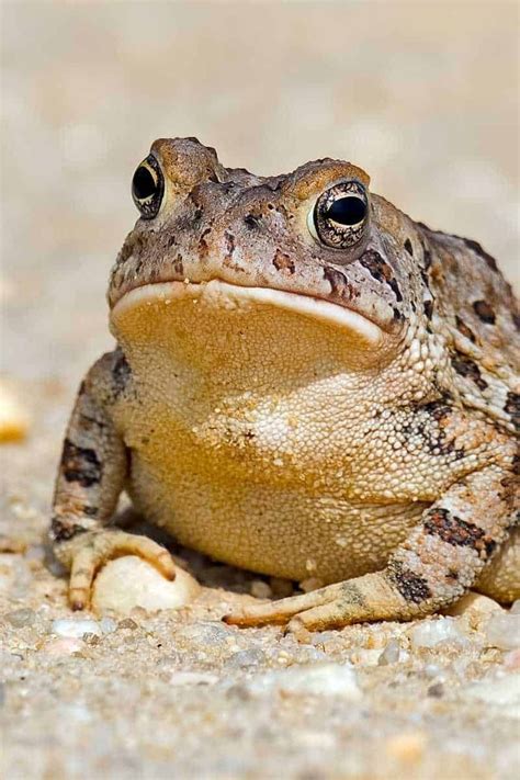 Toads in Mythology and Folklore: Unveiling Ancient Beliefs