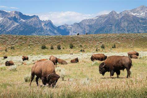 Top Destinations for Observing Bison and Wildlife Conservation