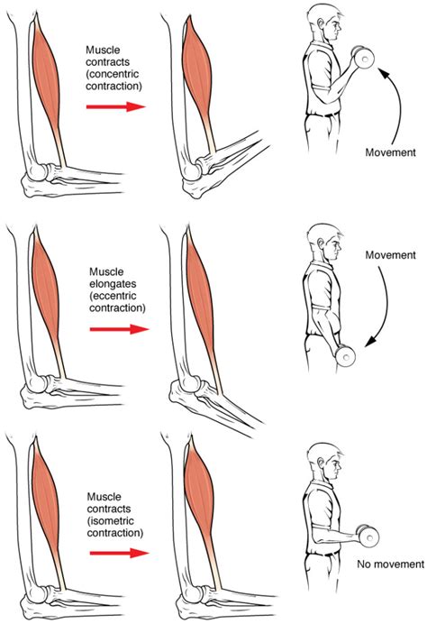 Towering Heights: The Physique of Eccentric Regulations