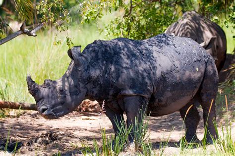 Tracking Rhinos: An Exciting Safari Adventure