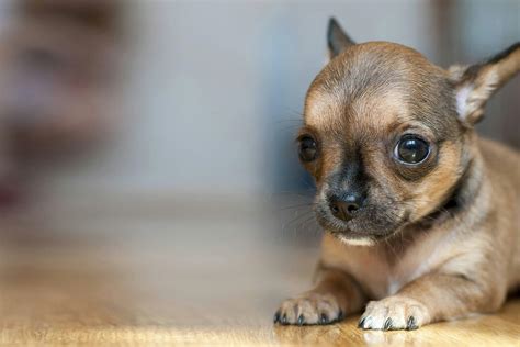 Training Chihuahuas: How to Teach These Intelligent Pups with Strong Personalities