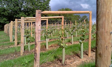 Training Your Grape Vines: Trellising and Support Systems