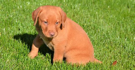 Training Your Labrador Retriever: Tips for an Obedient and Well-Behaved Companion