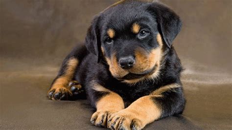 Training Your Rottweiler Puppy: Essential Steps for Achieving Success