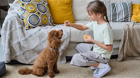 Training Your Terrier: From Basic Commands to Advanced Skills