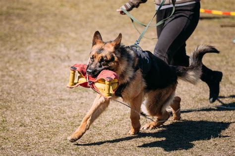 Training a Dark-Colored German Shepherd: Techniques and Advice