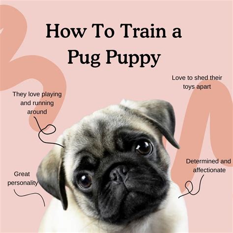 Training a Pug: Tips and Challenges