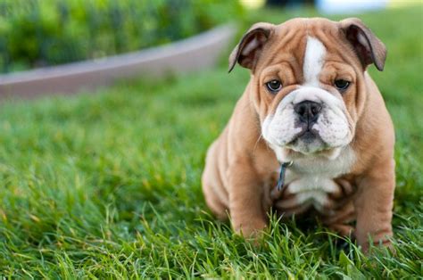 Training an English Bulldog: Tips for a Well-Behaved Pet