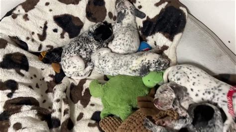 Training and Socializing: Cultivating a Well-Mannered Dalmatian