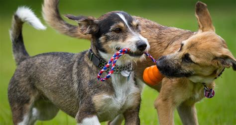 Training and Socializing Your Adorable Small Ivory Canine Friend