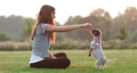 Training your cute, fluffy pup: From basic instructions to advanced skills