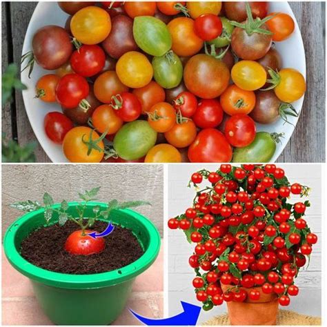 Transform Your Garden with the Enchantment of Tomato Trees