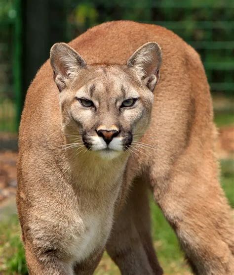 Trivia: Fun Facts About Christy Cougar