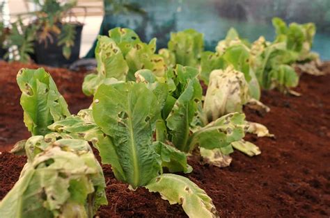 Troubleshooting Common Issues: Dealing with Lettuce Diseases and Pests