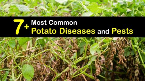 Troubleshooting Common Issues: How to Identify and Solve Potato Problems