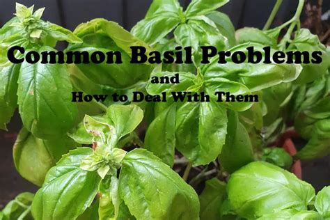 Troubleshooting Common Issues and Dealing with Pests in Your Basil Plant