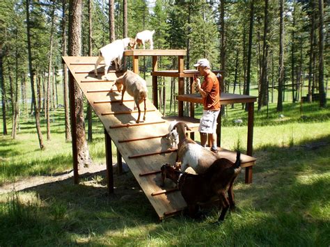 Turning Dreams into Reality: Creating a Goat Playground in Your Own Backyard