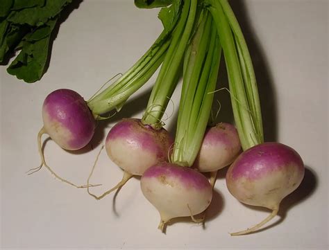 Turnips on the Silver Screen: Analyzing the Use of Turnips in Popular Films and TV Shows