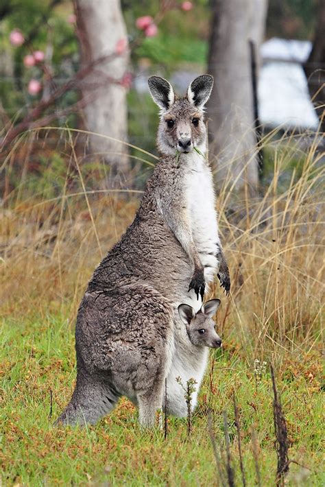 Unconventional Dreaming: Unique Interpretations of Battling a Marsupial