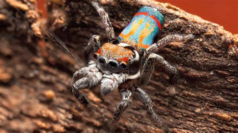 Unconventional Partnerships: How Spiders Collaborate in Elaborate Dance Routines