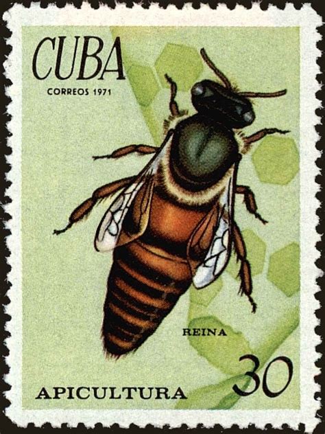 Uncover the financial success of Cuban Bee