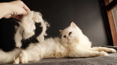 Uncovering Hidden Emotions: The Symbolism Behind a Cat's Fur Shedding