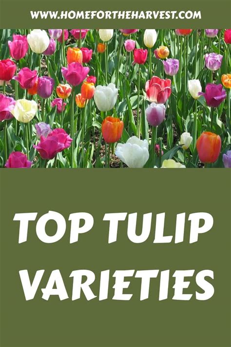 Uncovering the Enchanting Elegance of Different Tulip Varieties: A Visual Delight