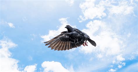 Uncovering the Enigma Surrounding Dreams Involving Pigeons and their Unusual Reproduction