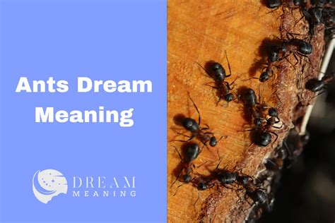 Uncovering the Enigmatic Symbolism of Scarlet Ants' Nests in Dreams