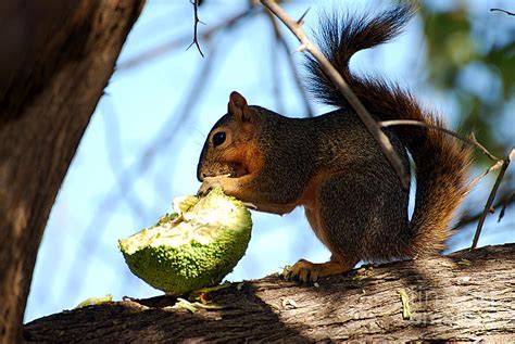 Uncovering the Fascinating Background of Squirrel as a Delicacy