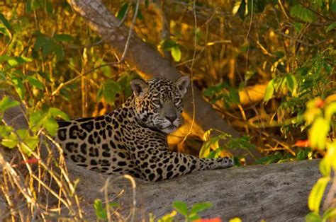 Uncovering the Intriguing Habits and Behaviors of Midnight Jaguars in Their Natural Habitat