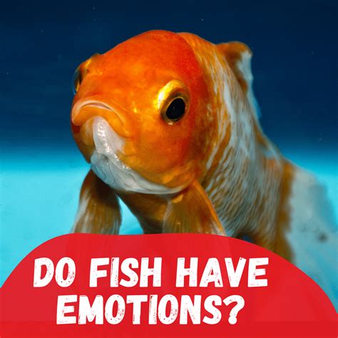 Uncovering the Link between Fish and Emotions in Dreams