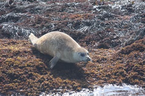 Uncovering the Origins of the Concept of a Flying Pinniped