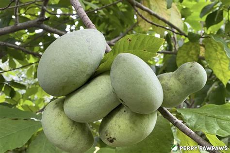 Uncovering the Paw Paw: A Fruit with an Intriguing History