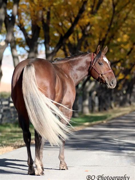 Uncovering the Personal Meaning: How a Vision of an Elegant Ivory Stallion Influences You