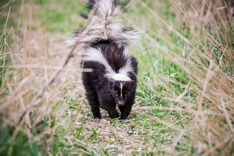 Uncovering the Potential Triggers for Experiencing a Dream about Eliminating a Skunk