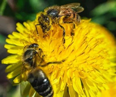 Uncovering the Psychological Significance of Bees Nestled Within Tresses