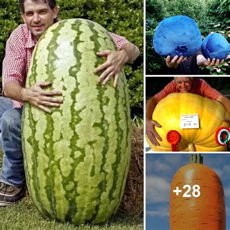 Uncovering the Science Behind Gigantic Fruits: Exploring the Factors That Contribute to Size