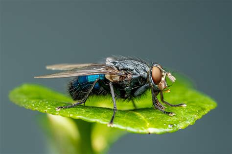 Uncovering the Secret Significance of House Fly Reveries