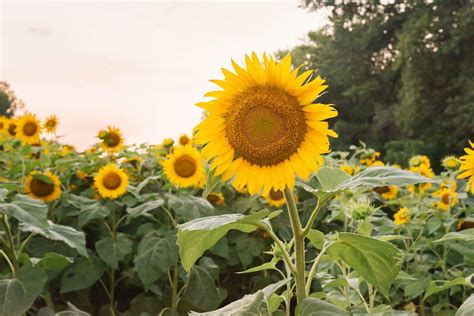 Uncovering the Splendor and Significance of Sunflowers