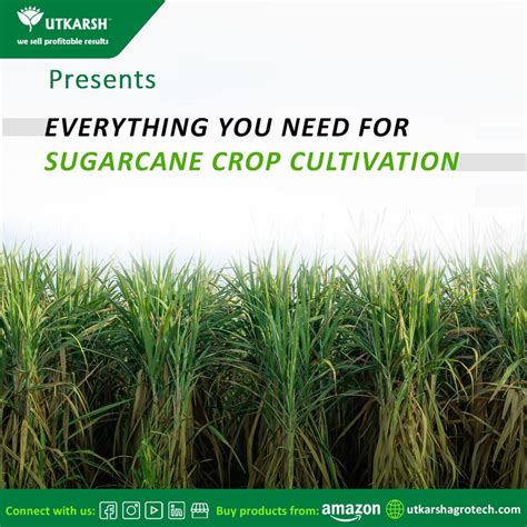 Uncovering the Strategies for Successful Sugarcane Cultivation