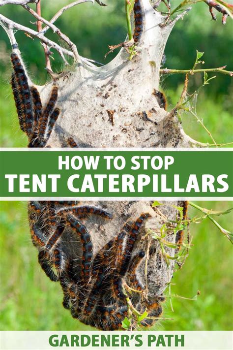 Uncovering the Underlying Factors behind Caterpillar Infestations