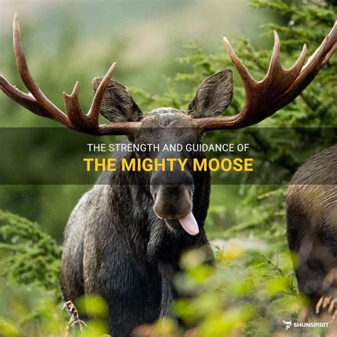 Uncovering the Unique Characteristics of the Mighty Moose