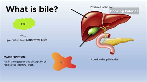 Understanding Bile and Its Role