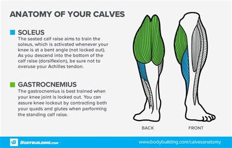 Understanding Calf Muscles: Anatomy and Functionality