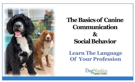 Understanding Canine Behavior and Communication