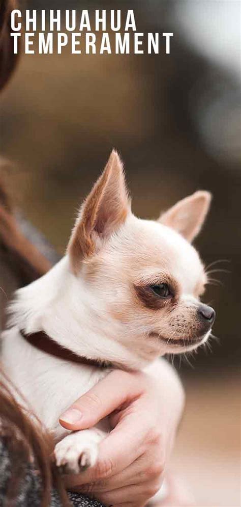 Understanding Chihuahua Temperament: Exploring their Personality Traits