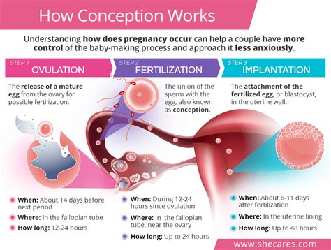 Understanding Conception: How Does It Work?