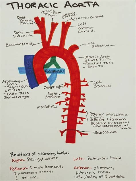 Understanding Coral Aorta's Sources of Inspiration